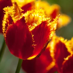 Tulip 'Fabio' -UK Garden Plants Shop tulip fabio 9 scaled