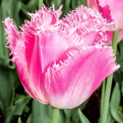 Tulip 'Fancy Frills' -UK Garden Plants Shop tulip fancy frills 0