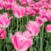 Tulip 'Fancy Frills' -UK Garden Plants Shop tulip fancy frills 2 scaled