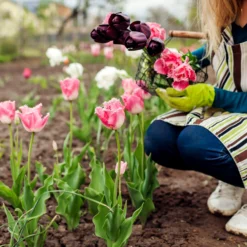 Tulip 'Fancy Frills' -UK Garden Plants Shop tulip fancy frills 3 scaled