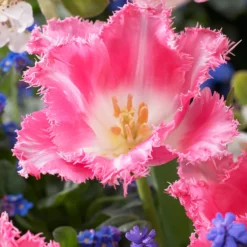 Tulip 'Fancy Frills' -UK Garden Plants Shop tulip fancy frills 5