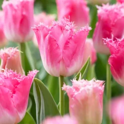 Tulip 'Fancy Frills' -UK Garden Plants Shop tulip fancy frills 7