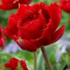 Tulip 'Fiery Dream' -UK Garden Plants Shop tulip fiery dream 2