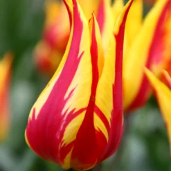Tulip 'Fireworks' -UK Garden Plants Shop tulip fireworks 1
