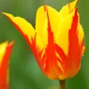 Tulip 'Fireworks' -UK Garden Plants Shop tulip fireworks 1 2d63e80c 46df 4643 b473 c7a612abecde