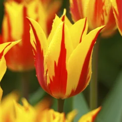 Tulip 'Fireworks' -UK Garden Plants Shop tulip fireworks 2 b5548e30 da9b 42b9 8396 1c11c52f4283