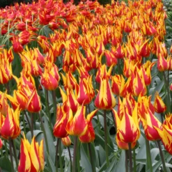 Tulip 'Fireworks' -UK Garden Plants Shop tulip fireworks 3