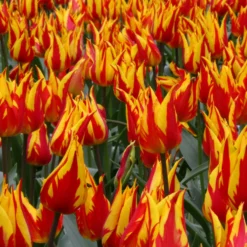 Tulip 'Fireworks' -UK Garden Plants Shop tulip fireworks 4 scaled