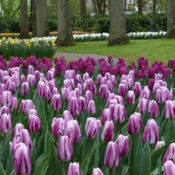 Tulip 'Flaming Flag' 11 Tulip 'Flaming Flag' -UK Garden Plants Shop tulip flaming flag 1 d25d0b6a bda4 484a 9f5a 225bcfbac14e