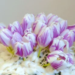 Tulip 'Flaming Flag' 16 Tulip 'Flaming Flag' -UK Garden Plants Shop tulip flaming flag 2