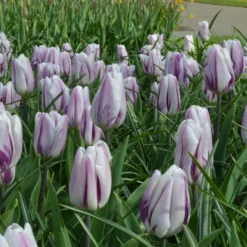 Tulip 'Flaming Flag' 13 Tulip 'Flaming Flag' -UK Garden Plants Shop tulip flaming flag 5