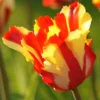 Tulip 'Flaming Parrot' 2 Tulip 'Flaming Parrot' -UK Garden Plants Shop tulip flaming parrot 10