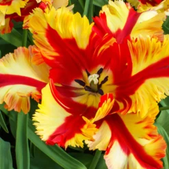 Tulip 'Flaming Parrot' 15 Tulip 'Flaming Parrot' -UK Garden Plants Shop tulip flaming parrot 11