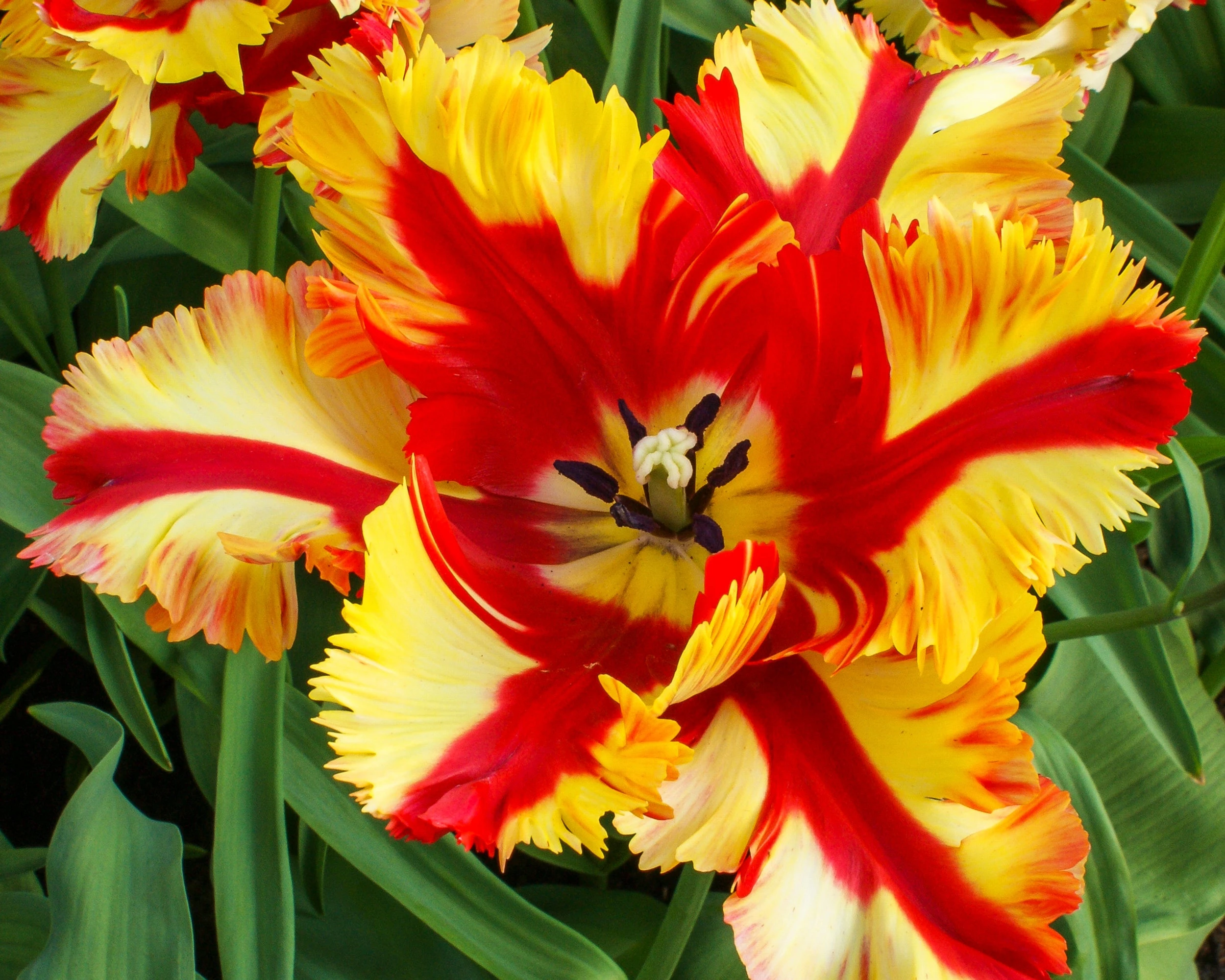Tulip 'Flaming Parrot' 9 Tulip 'Flaming Parrot' - Image 7