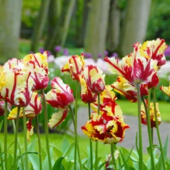 Tulip 'Flaming Parrot' 10 Tulip 'Flaming Parrot' -UK Garden Plants Shop tulip flaming parrot 3 scaled