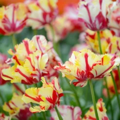Tulip 'Flaming Parrot' 13 Tulip 'Flaming Parrot' -UK Garden Plants Shop tulip flaming parrot 4 scaled
