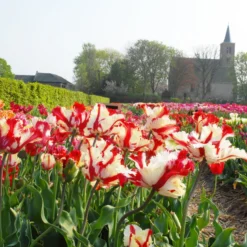 Tulip 'Flaming Parrot' 14 Tulip 'Flaming Parrot' -UK Garden Plants Shop tulip flaming parrot 5 scaled