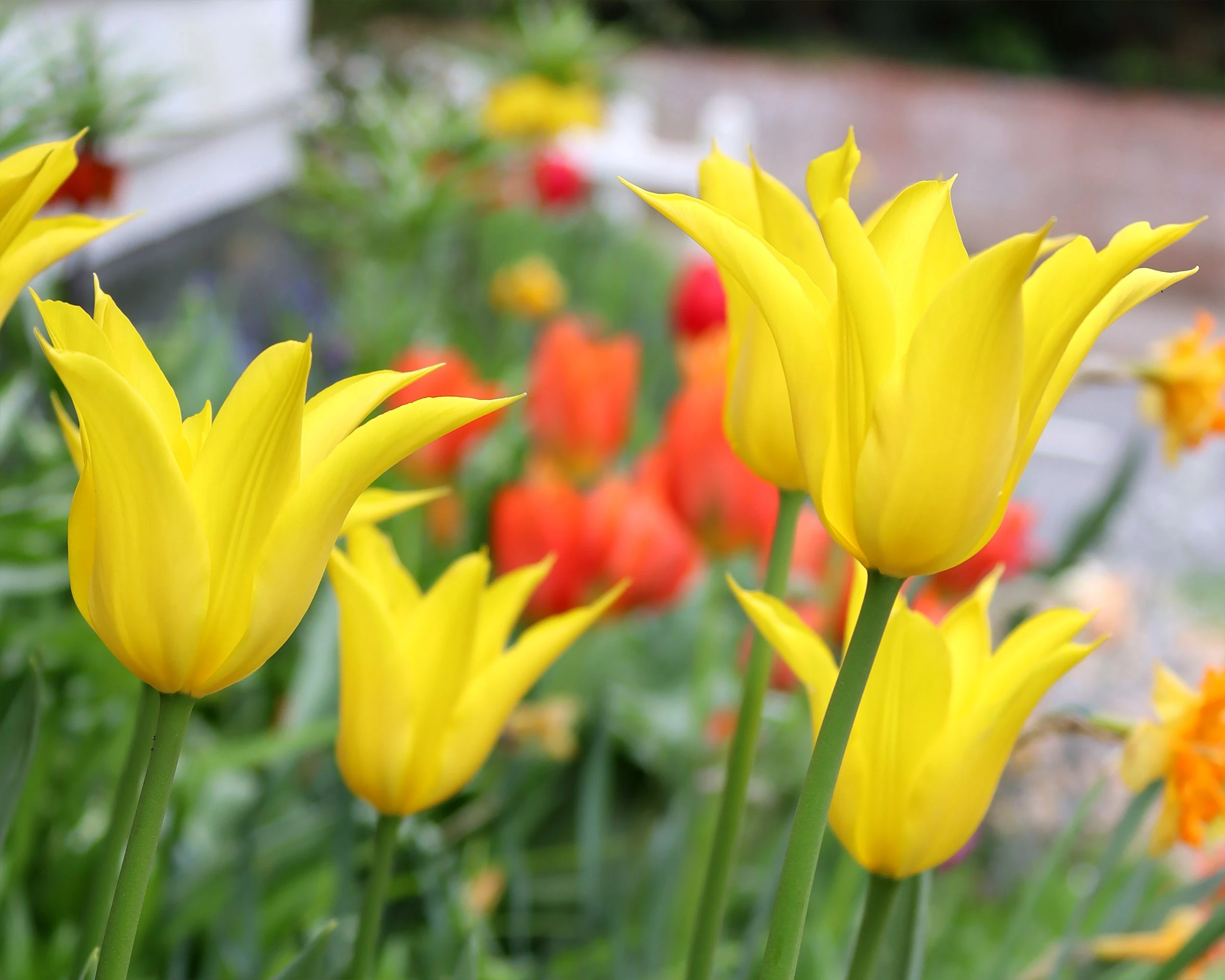 Tulip 'Flashback' 4 Tulip 'Flashback' - Image 2