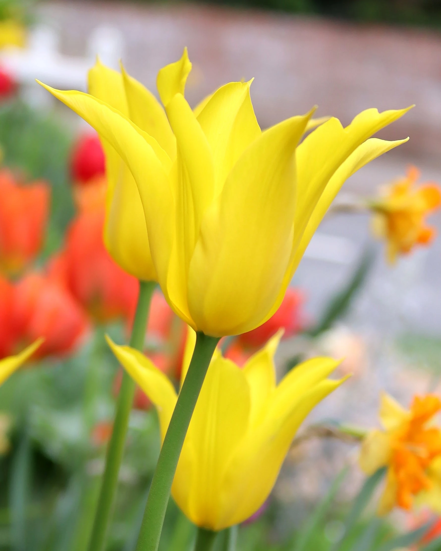 Tulip 'Flashback' 3 Tulip 'Flashback'