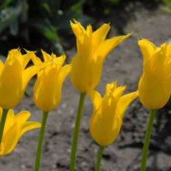 Tulip 'Flashback' 15 Tulip 'Flashback' -UK Garden Plants Shop tulip flashback 2 scaled