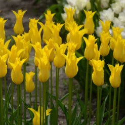 Tulip 'Flashback' 13 Tulip 'Flashback' -UK Garden Plants Shop tulip flashback 4 scaled
