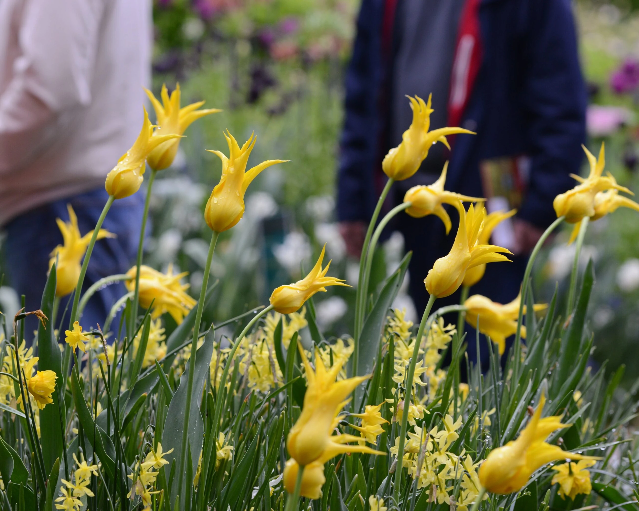 Tulip 'Flashback' 5 Tulip 'Flashback' - Image 3