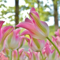 Tulip 'Florosa' -UK Garden Plants Shop tulip florosa 2