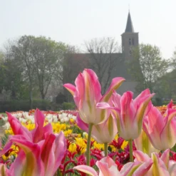 Tulip 'Florosa' -UK Garden Plants Shop tulip florosa 3