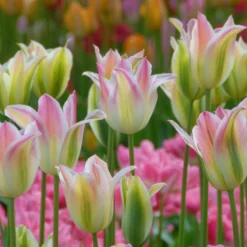 Tulip 'Florosa' -UK Garden Plants Shop tulip florosa 4