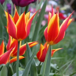 Tulip 'Fly Away' -UK Garden Plants Shop tulip fly away 0