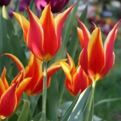 Tulip 'Fly Away'