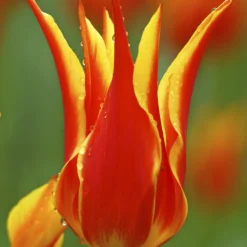 Tulip 'Fly Away' -UK Garden Plants Shop tulip fly away 2 b7a96006 7784 4f51 ad10 e6ec9c550a8c