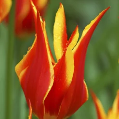 Tulip 'Fly Away' -UK Garden Plants Shop tulip fly away 3 923b7a5a 3bf3 4393 9950 eabacf0d5949