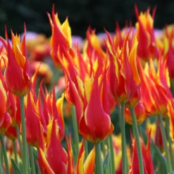 Tulip 'Fly Away' -UK Garden Plants Shop tulip fly away 6