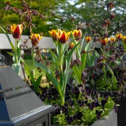 Tulip 'Gavota' -UK Garden Plants Shop tulip gavota 2
