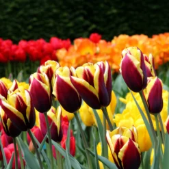 Tulip 'Gavota' -UK Garden Plants Shop tulip gavota 2 efefe258 4766 4997 a2f0 53fe655788f9