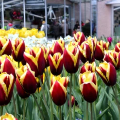 Tulip 'Gavota' -UK Garden Plants Shop tulip gavota 3 d25c938e eecb 4273 ba69 50396337b4ff