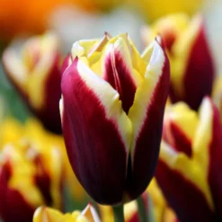 Tulip 'Gavota' -UK Garden Plants Shop tulip gavota 6 887a4598 53db 47c6 a764 74a869e31a5d