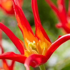 Tulip 'Go Go Red' 19 Tulip 'Go Go Red' -UK Garden Plants Shop tulip go go red 0 scaled