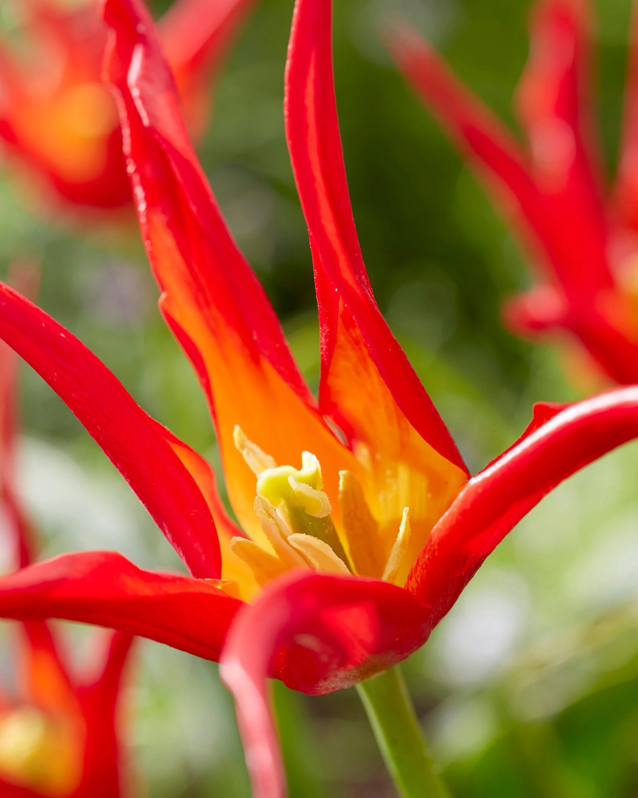 Tulip 'Go Go Red' 9 Tulip 'Go Go Red' - Image 7