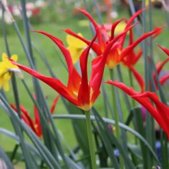 Tulip 'Go Go Red' 23 Tulip 'Go Go Red' -UK Garden Plants Shop tulip go go red 0 9487f610 e988 4b86 93a4 a4fa842f4b6b