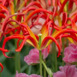 Tulip 'Go Go Red' 15 Tulip 'Go Go Red' -UK Garden Plants Shop tulip go go red 1