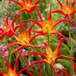 Tulip 'Go Go Red' 18 Tulip 'Go Go Red' -UK Garden Plants Shop tulip go go red 2 scaled