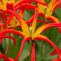 Tulip 'Go Go Red' 17 Tulip 'Go Go Red' -UK Garden Plants Shop tulip go go red 2 13296f2c 5229 4c6f 9586 cc112b875328 scaled