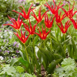 Tulip 'Go Go Red' 22 Tulip 'Go Go Red' -UK Garden Plants Shop tulip go go red 3 scaled