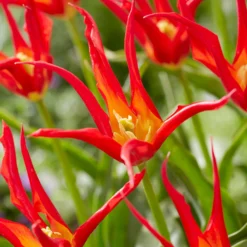 Tulip 'Go Go Red' 21 Tulip 'Go Go Red' -UK Garden Plants Shop tulip go go red 4 scaled