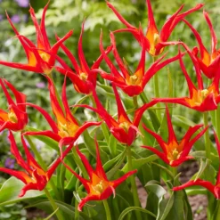 Tulip 'Go Go Red' 20 Tulip 'Go Go Red' -UK Garden Plants Shop tulip go go red 5 scaled