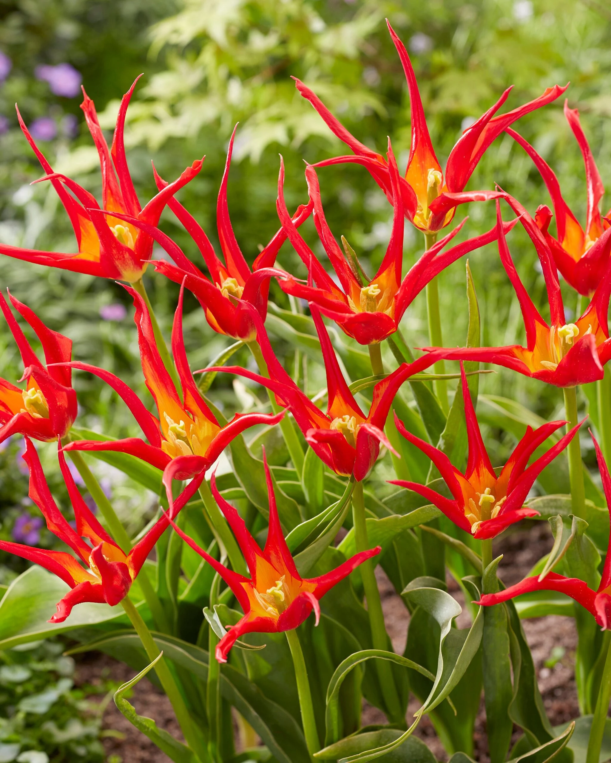 Tulip 'Go Go Red' 10 Tulip 'Go Go Red' - Image 8
