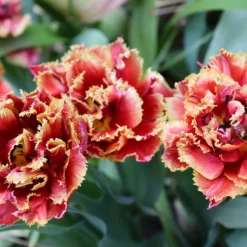 Tulip 'Gold Dust' -UK Garden Plants Shop tulip gold dust 0 scaled