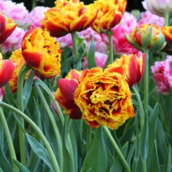 Tulip 'Gold Dust' -UK Garden Plants Shop tulip gold dust 1 scaled